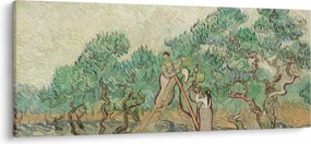 Obraz - Vincent van Gogh, The Olive Orchard, reprodukcia (120x50 cm)