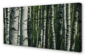 Obraz canvas brezového lesa 140x70 cm