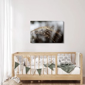 Obraz kvapiek na rastline (90x60 cm)