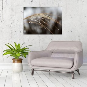 Sklenený obraz kvapiek na rastline (70x50 cm)