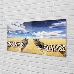 Obraz na akrylátovom skle Zebra box 140x70 cm