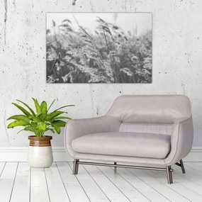 Obraz - Tráva vo vetre (90x60 cm)