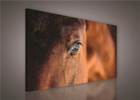 Obraz na stenu kôň 100 x 75 cm