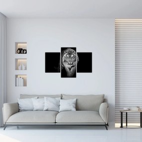 Obraz - Tiger s modrými očami (90x60 cm)