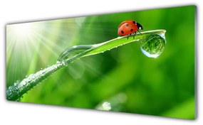 Obraz na akrylátovom skle Tráva lienka príroda 125x50 cm