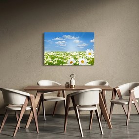 Obraz rozkvitnutej lúky s margarétkami (90x60 cm)