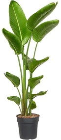 Strelitzia nicolai 24x140 cm
