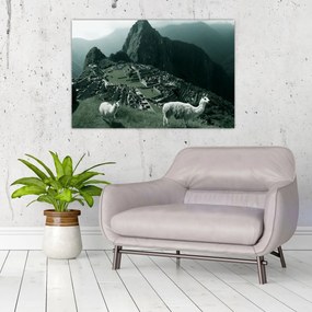 Obraz - Lamy na Machu Picchu v Peru (90x60 cm)