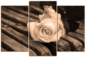 Obraz na plátne - Biela ruža na lavici 1224FC (105x70 cm)