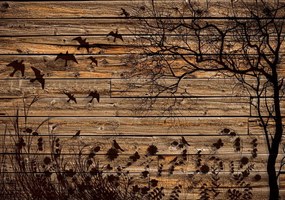 Fototapeta - Lúka na drevených doskách (254x184 cm)