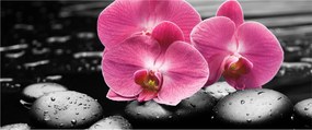 Obraz - Ružové orchidey (120x50 cm)