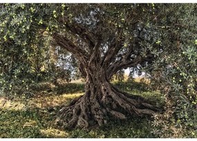 Fototapeta papierová 8-531 VOL 15 Olive Tree 8-dielna 368x254 cm