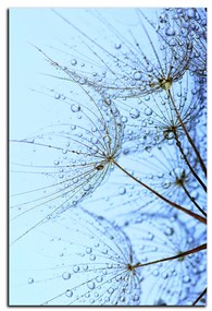 Obraz na plátne - Pampeliškové semienka s kvapkami vody - obdĺžnik 7202A (60x40 cm)