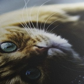 Obraz mačiatka (120x50 cm)