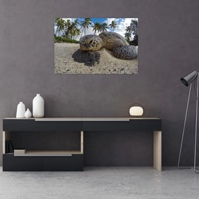Obraz korytnačky (90x60 cm)