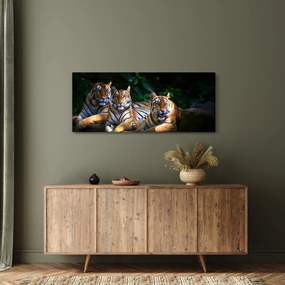 Obraz - Tigrii bratia (120x50 cm)