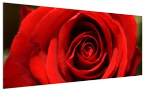 Detailný obraz kvetu ruže (120x50 cm)