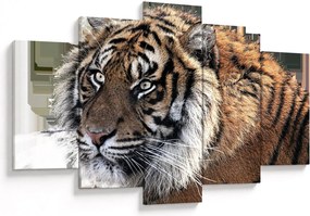 Obraz tigra (150x105 cm)