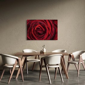 Obraz - Červená ruža s kvapkami rosy (90x60 cm)