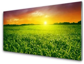 Obraz na akrylátovom skle Obilie pole východ slnka 125x50 cm