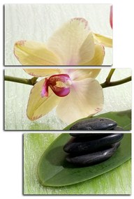 Obraz na plátne - Kvety orchidei - obdĺžnik 762C (105x70 cm)