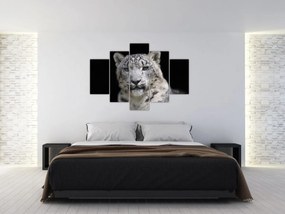 Obraz - Leopard snežný (150x105 cm)