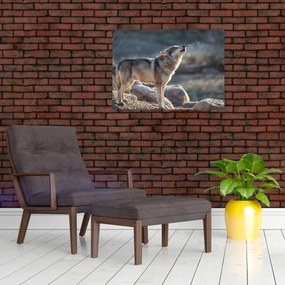 Sklenený obraz - Vyjúci vlk (70x50 cm)