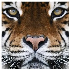 Fototapeta Tigrie oči