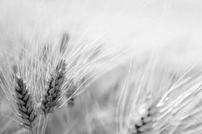 Očarujúca samolepiaca fototapeta detail pšenice v čiernobielom prevedení