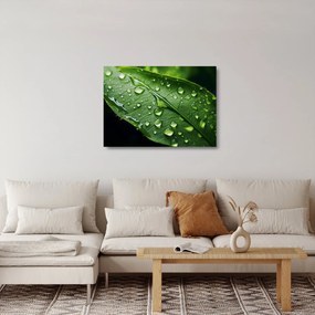 Sklenený obraz - List po daždi (70x50 cm)