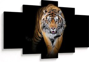 Obraz - Tiger (150x105 cm)