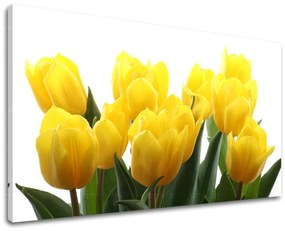 Obraz na stenu KVETY TULIPÁNY | rôzne rozmery