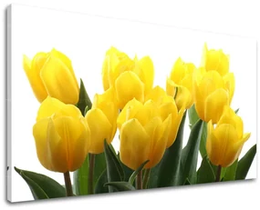 Obraz na stenu KVETY TULIPÁNY | rôzne rozmery