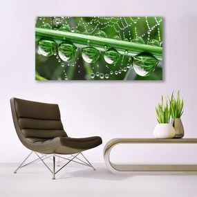 Obraz na akrylátovom skle Pavučina kvapka rastlina 120x60 cm
