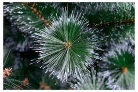 Limpol Borovica Natalia 1,20 m