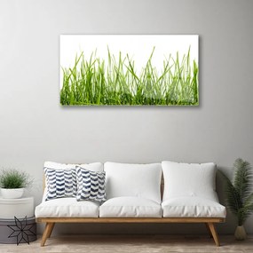 Skleneny obraz Tráva príroda rastlina 125x50 cm