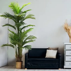 Decorative plant Ravenea 180cm
