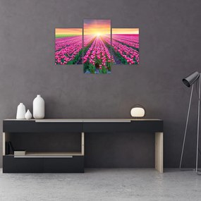 Obraz poľa tulipánov so slnkom (90x60 cm)