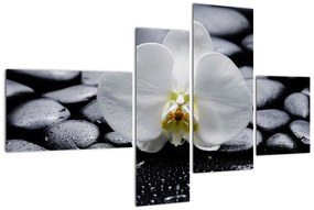 Kvet orchidey - obraz