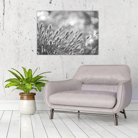 Obraz - Béžová soft grass N⁰1 (70x50 cm)