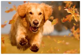 Obraz - Zlatý retriever (90x60 cm)