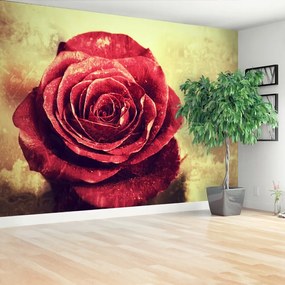 Fototapeta Vliesová Červená ruža 312x219 cm