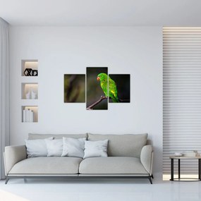 Obraz papagája na vetve (90x60 cm)