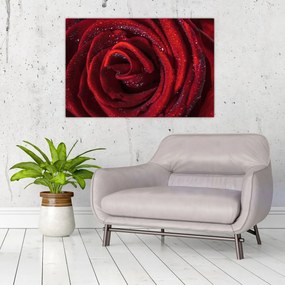 Obraz - Červená ruža s kvapkami rosy (90x60 cm)
