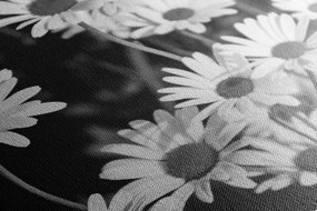 Obraz sedmokrásky na záhrade v čiernobielom prevedení Varianta: 120x80