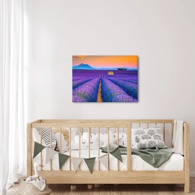 Obraz - Levanduľové pole (70x50 cm)