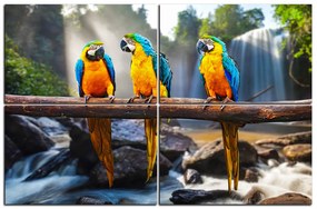 Obraz na plátne - Modro žlté Macaw 1232E (120x80 cm)