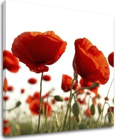 Obraz na stenu KVETY XOBKV118E12 - 70x70 cm