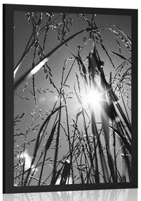 Plagát poľná tráva v čiernobielom prevedení - 20x30 white