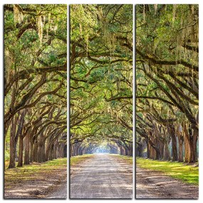 Obraz na plátne - Historické dubové stromy lemované poľnou cestou - štvorec 3239B (105x105 cm)